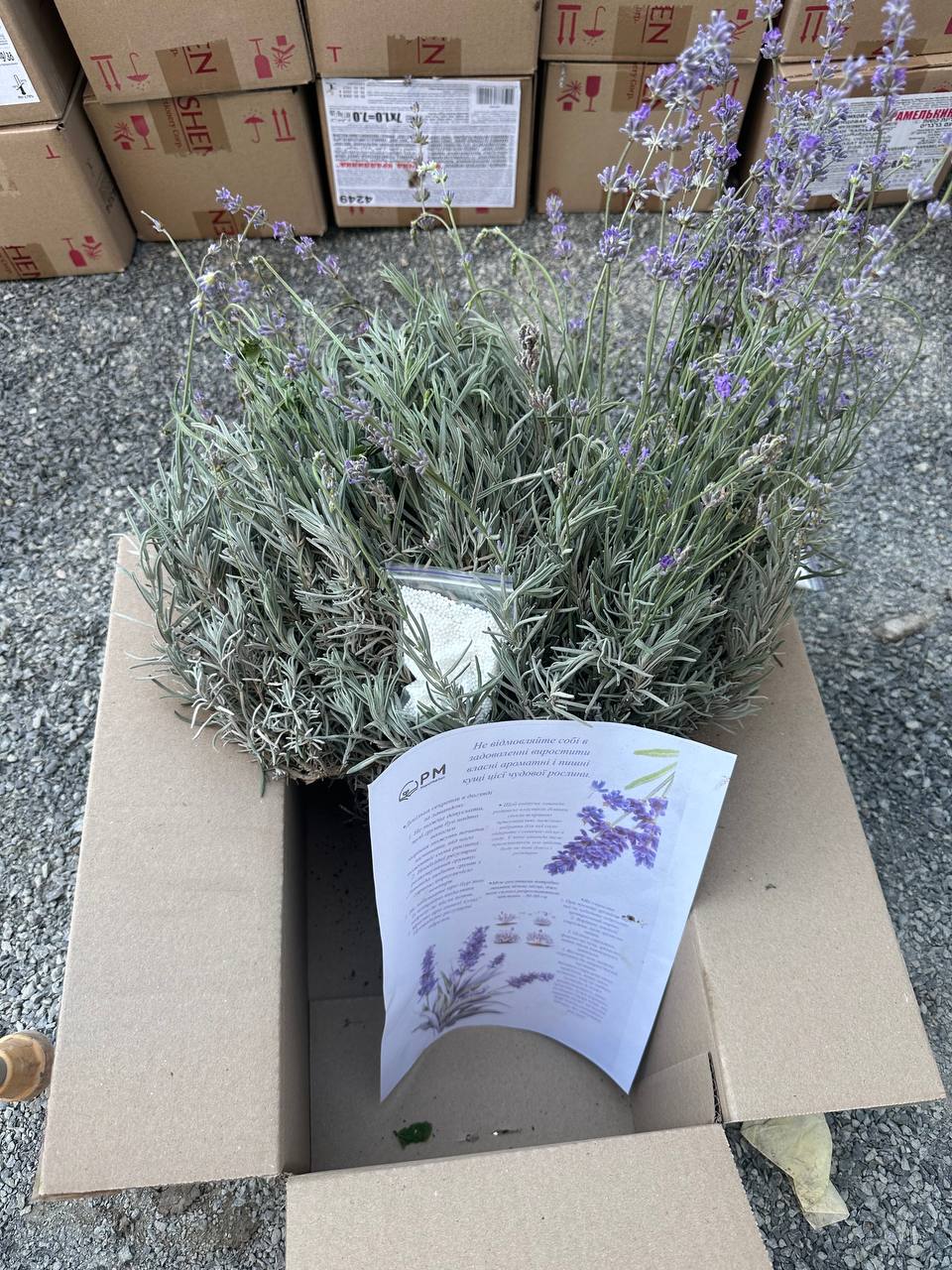 Лаванда англійська вузьколиста. Набір з 10 шт.