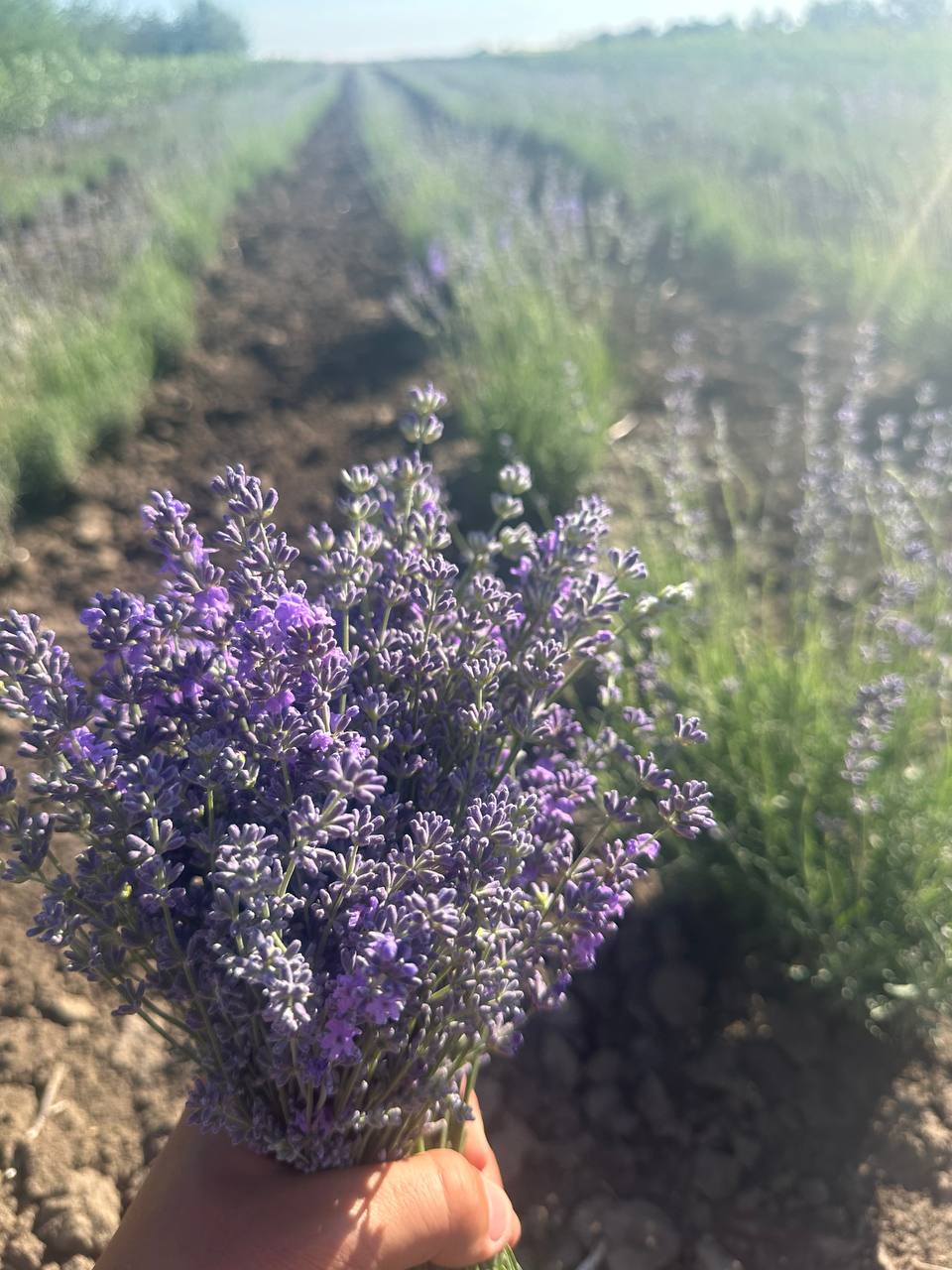 Лаванда англійська вузьколиста. Набір з 20 шт.