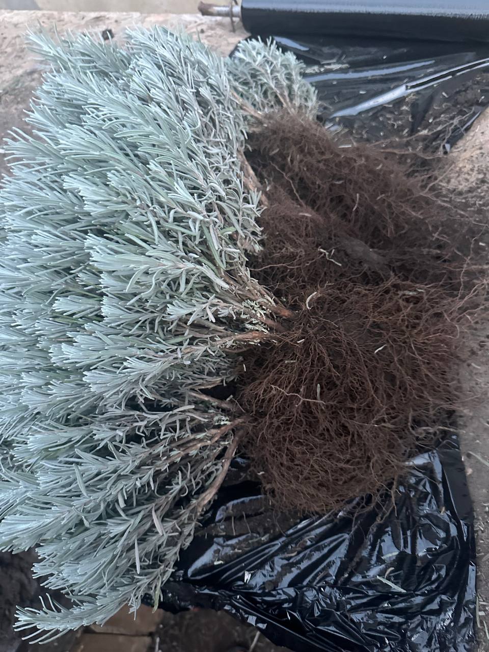 Лаванда англійська вузьколиста. Набір з 10 шт.